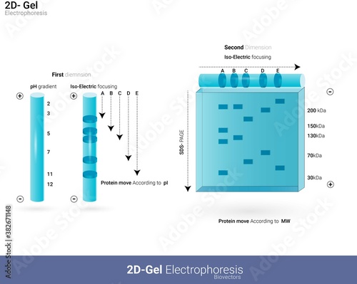 Diagrammatic representation of 2D gel electrophoresis. Analysis of protein by gel electrophoresis. Two-dimensional gel electrophoresis. isoelectric focusing and SDS PAGE. Separation of protein-based 