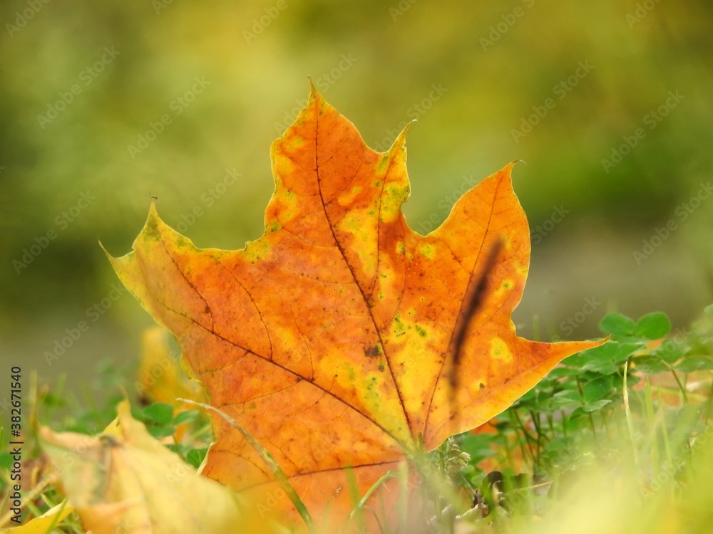 Fototapeta premium Beautiful landscape of autumn leaves in nature close up