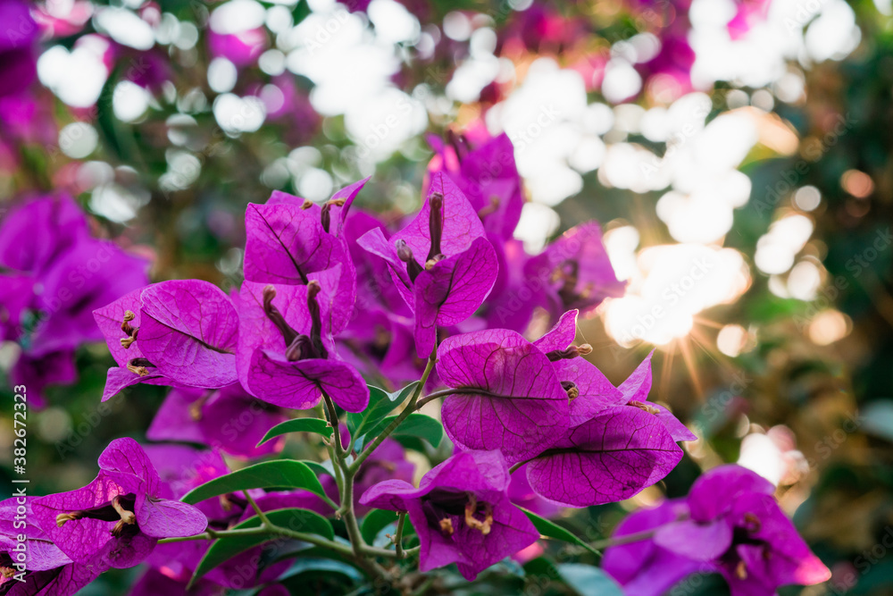Blooming Bougainvillea tree. Bright tropical hot pink flowers and green leaves, ornamental garden in California