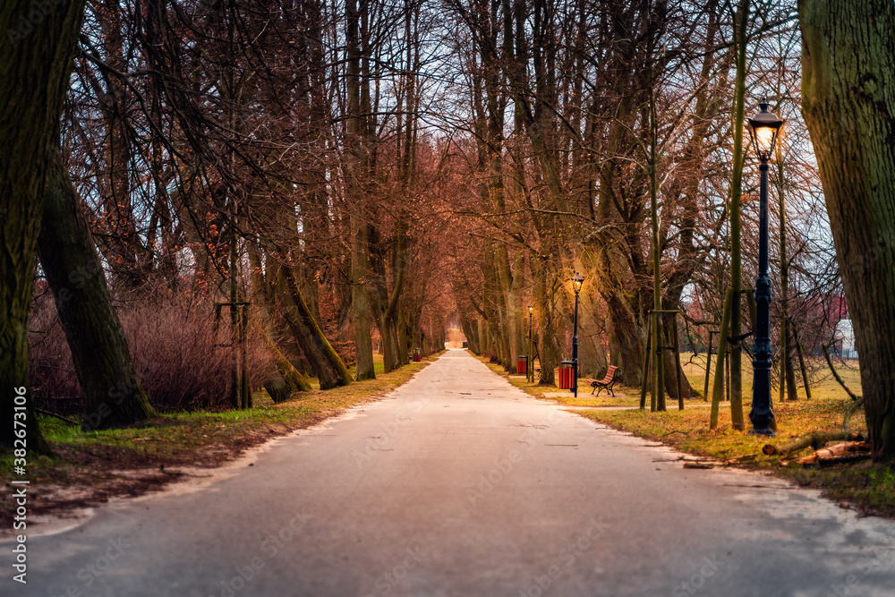 Obraz premium Moody oak and lime tree alley with vintage lit street lamps. Road leading to Henryk Sienkiewicz National Museum in Oblegorek, Poland
