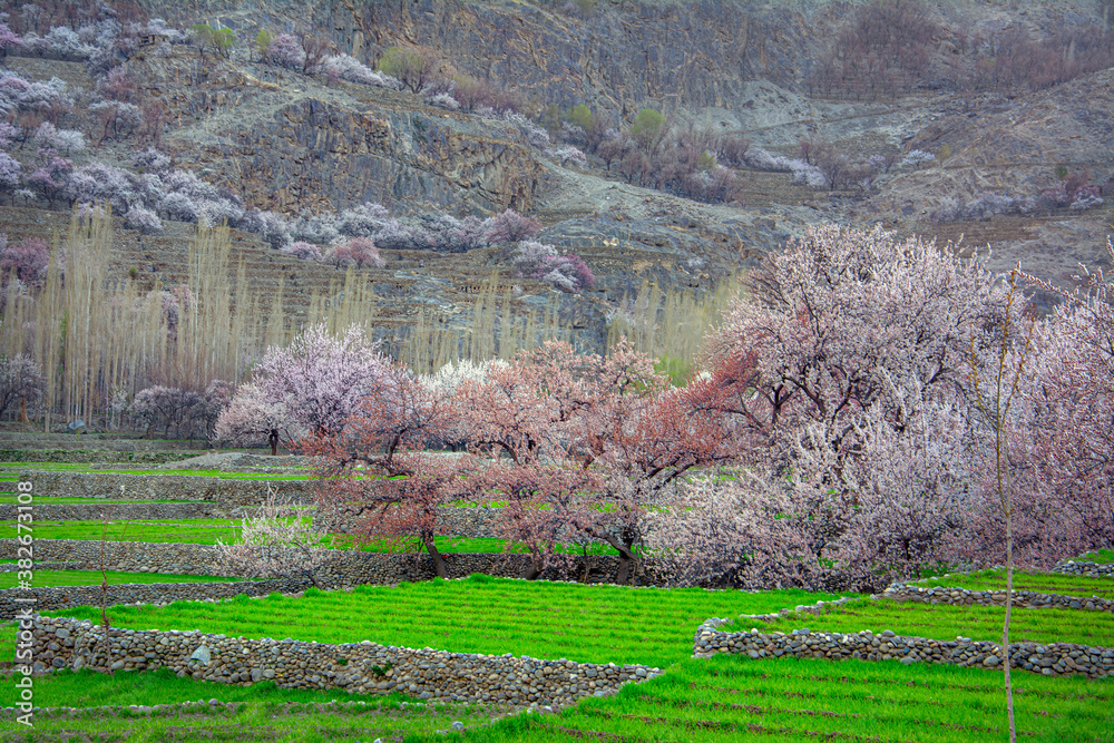 spring landscape photos of cherry blossom ,apricot blossom and spring ...