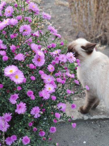 cat and flowers