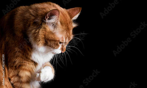 ginger cat raised its paw