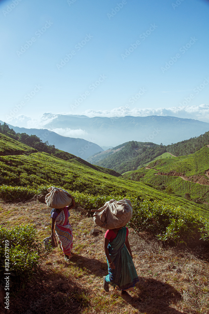 Tea plantations of Munnar 