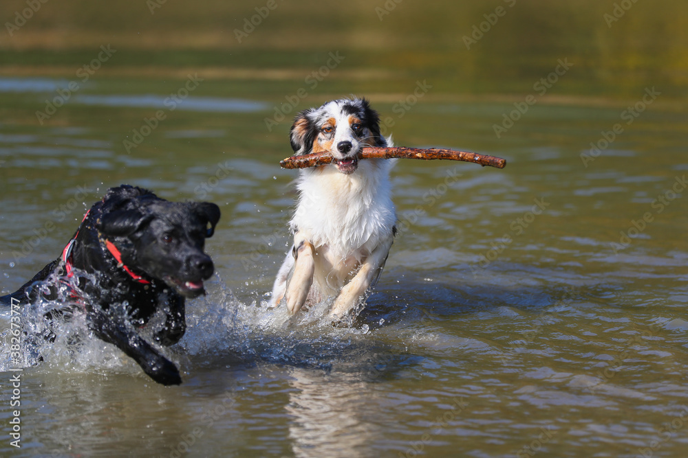 Australian Shepherd und Labrador spielen am See Australian Shepherd und Labrador spielen am See