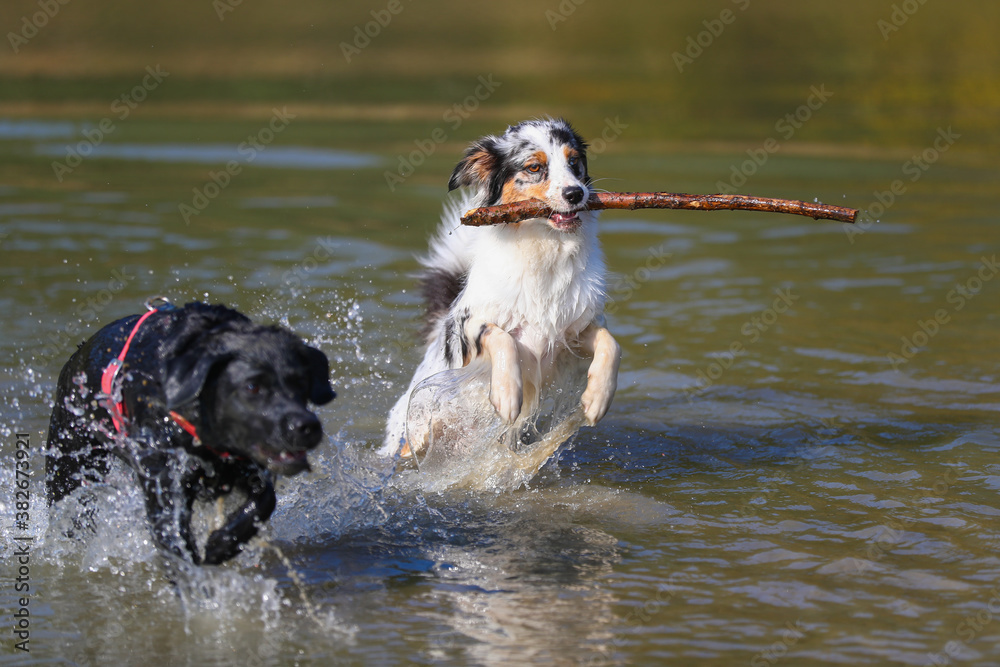 Australian Shepherd und Labrador spielen am See Australian Shepherd und Labrador spielen am See