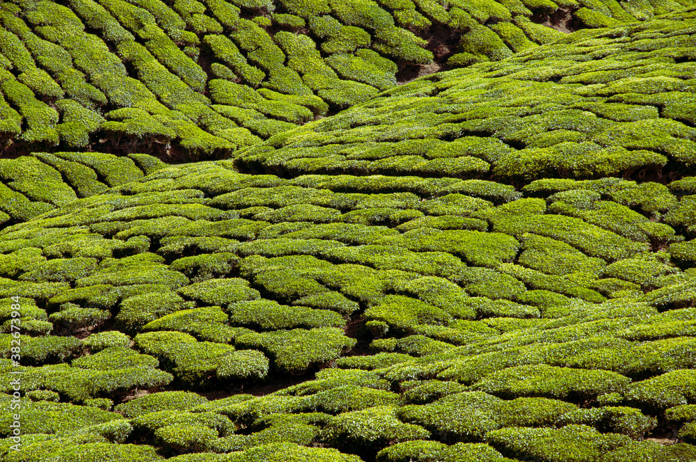 Fototapeta premium Tea plantation of Munnar