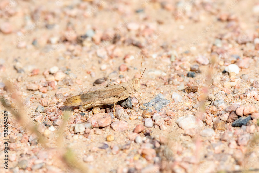 Carolina Grasshopper (Dissosteira carolina) on the Ground in Colorado Carolina Grasshopper (Dissosteira carolina) on the Ground in Colorado