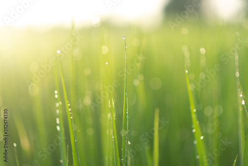 close up of green rice field in morning with sun light blurred background