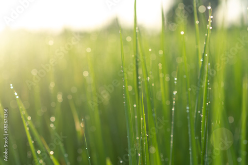 green plant and green Rice leaves in rice field