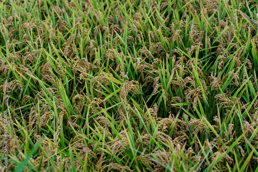 Rice grains and stems in a rice field