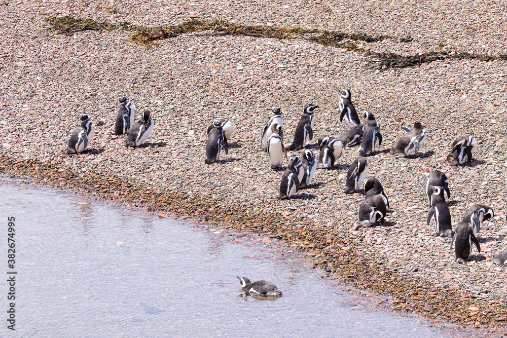 Naklejka premium Magellanic penguins. Punta Tombo penguin colony, Patagonia