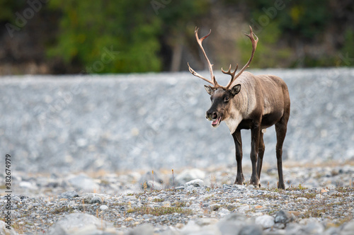Mountain caribou © Jillian