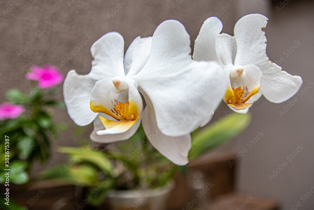 Fototapeta premium Flores