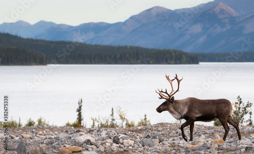 Mountain caribou © Jillian