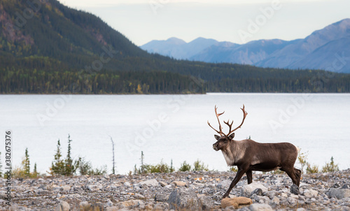 Mountain caribou