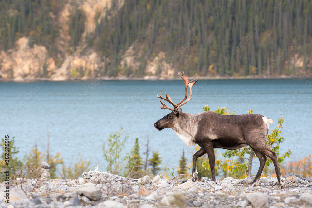 Mountain caribou