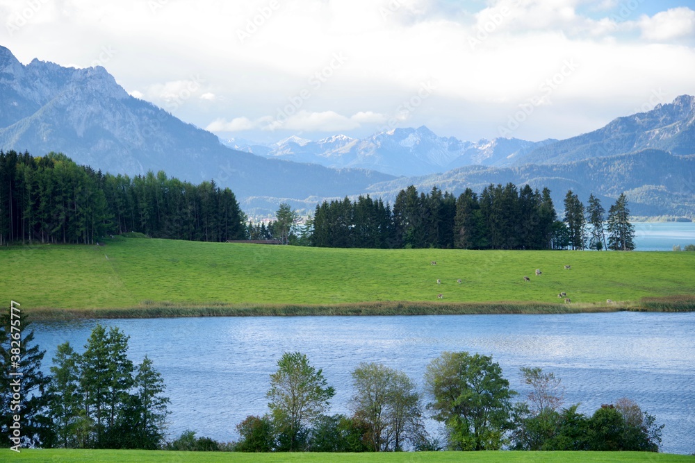 Fototapeta premium Forggensee
