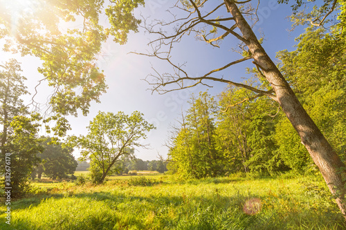 Trees and green meadows in a beautiful landscaped park (Jenischpark) in Hamburg, Germany with scenic lens flare photo