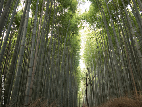 Bosque de Bambú, en el barrio de Arashiyama, en Kioto, Japón
