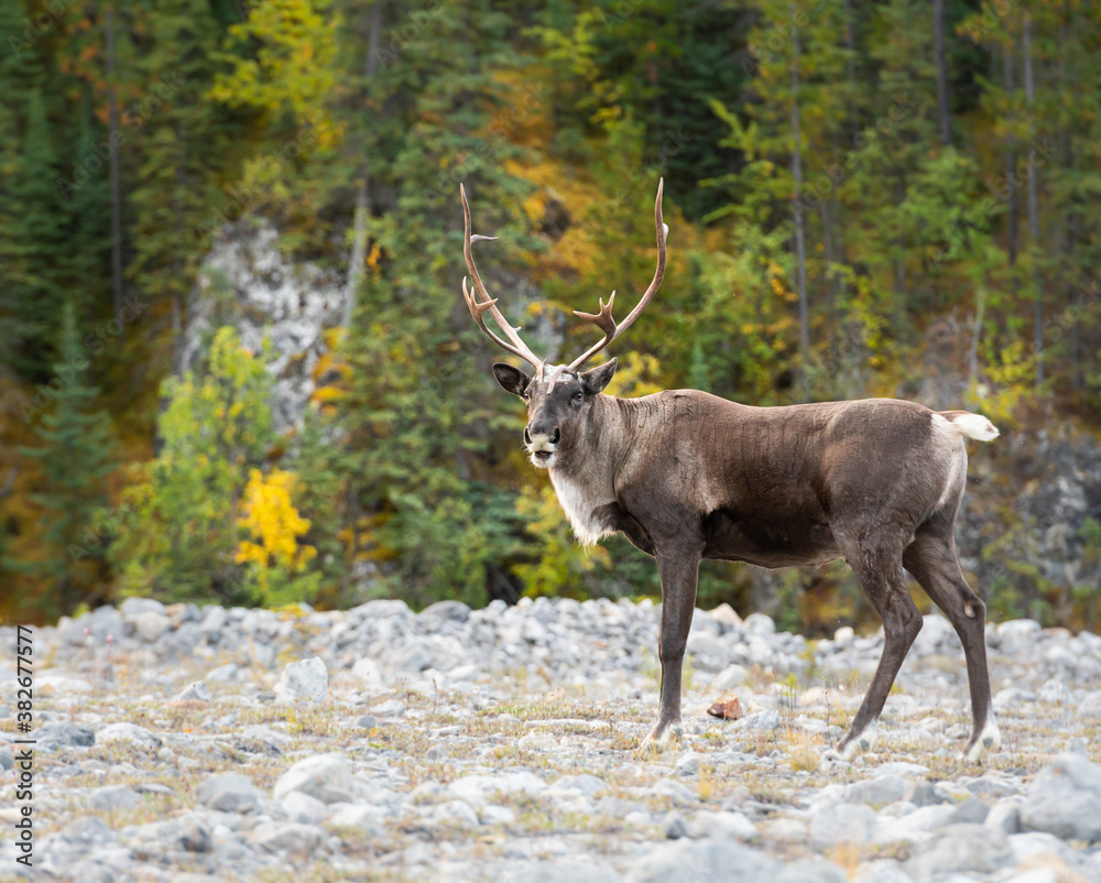 Caribou in the wild Caribou in the wild