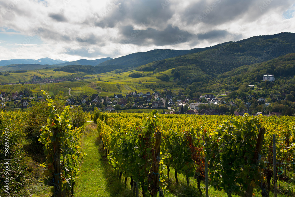 Blick auf Ribeauvillé und seine Weinberge im Elsass