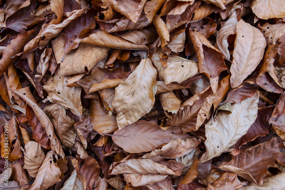 closeup heap of dry beech leaves, outdoor natural background