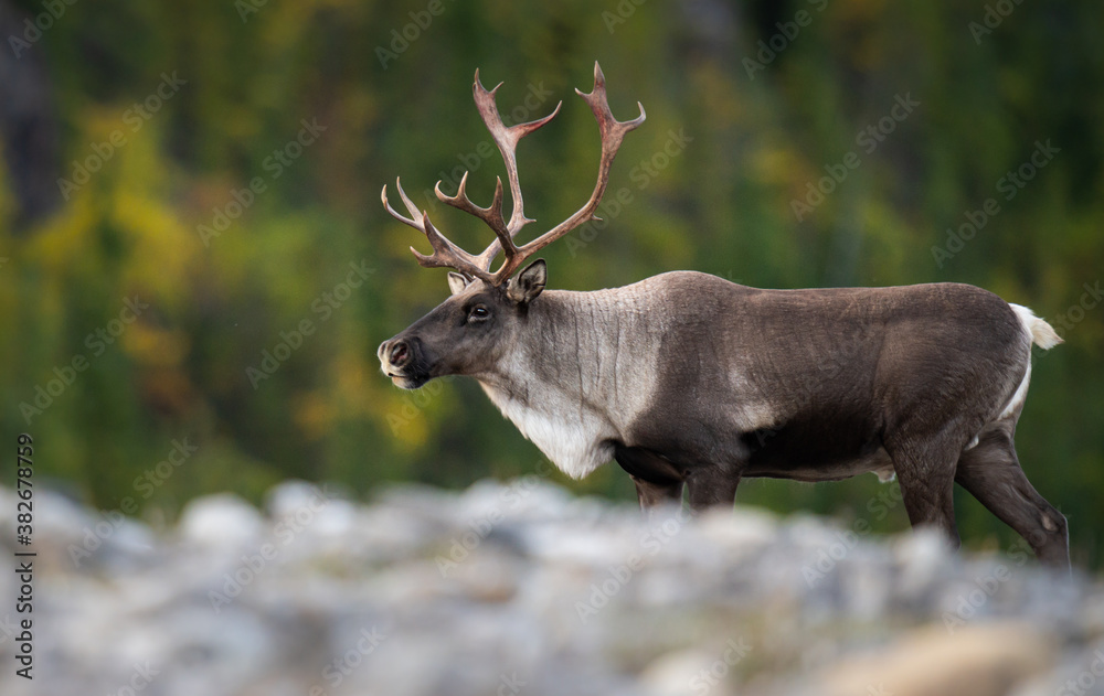 Caribou in the wild