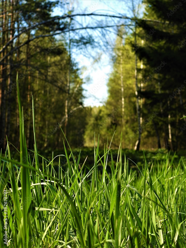 forest, nature, water, tree, lake, landscape, green, sky, river, summer, trees, reflection, spring, swamp, pond, grass, plant, blue, woods, autumn, beautiful, park, environment, sun, wood forest, nature, water, tree, lake, landscape, green, sky, river, summer, trees, reflection, spring, swamp, pond, grass, plant, blue, woods, autumn, beautiful, park, environment, sun, wood