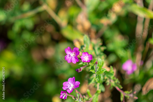 A close up picture of pink, red flowers. Green and blurry background