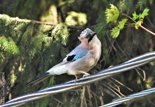 bird, jay, nature, wildlife, blue, animal, branch, tree, wild, chaffinch, beak, green, feather, sitting, garrulus glandarius, forest, birds, white, feathers, spring, wing, black, perched, fauna, ornit