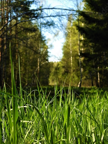 forest, nature, water, tree, lake, landscape, green, sky, river, summer, trees, reflection, spring, swamp, pond, grass, plant, blue, woods, autumn, beautiful, park, environment, sun, wood