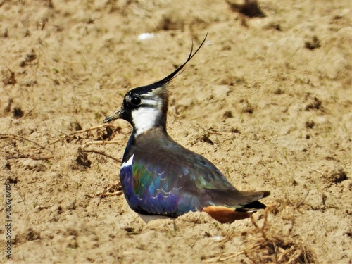 bird, duck, wildlife, animal, nature, mallard, beak, wild, water, starling, plover, feather, feathers, animals, blue, birds, brown, colorful, lapwing, drake, small, sand