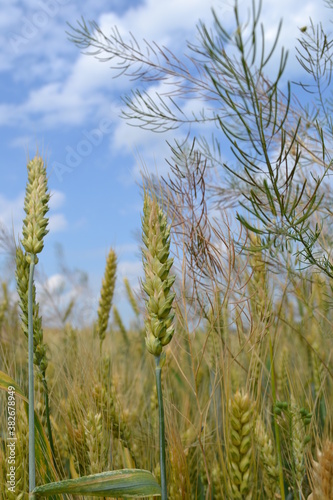 wheat, field, agriculture, sky, nature, cereal, summer, farm, plant, crop, food, grain, harvest, corn, grass, ear, blue, green, rural, growth, barley, landscape, seed, farming, yellow