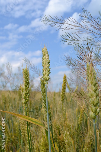 wheat  field  agriculture  sky  nature  cereal  summer  crop  grain  farm  corn  plant  food  harvest  ear  grass  blue  green  rural  farming  growth  rye  bread  golden  landscape