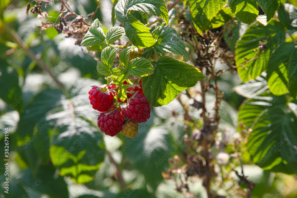 Obraz premium Beautiful juicy ripe raspberries on a green natural background.