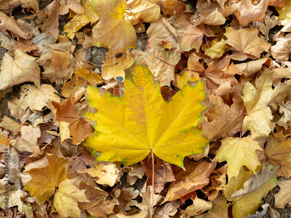 Obraz premium Flat lay. A bright yellow maple leaf rests on top of dry fallen leaves. Natural background. Autumn leaf fall. Copy space.