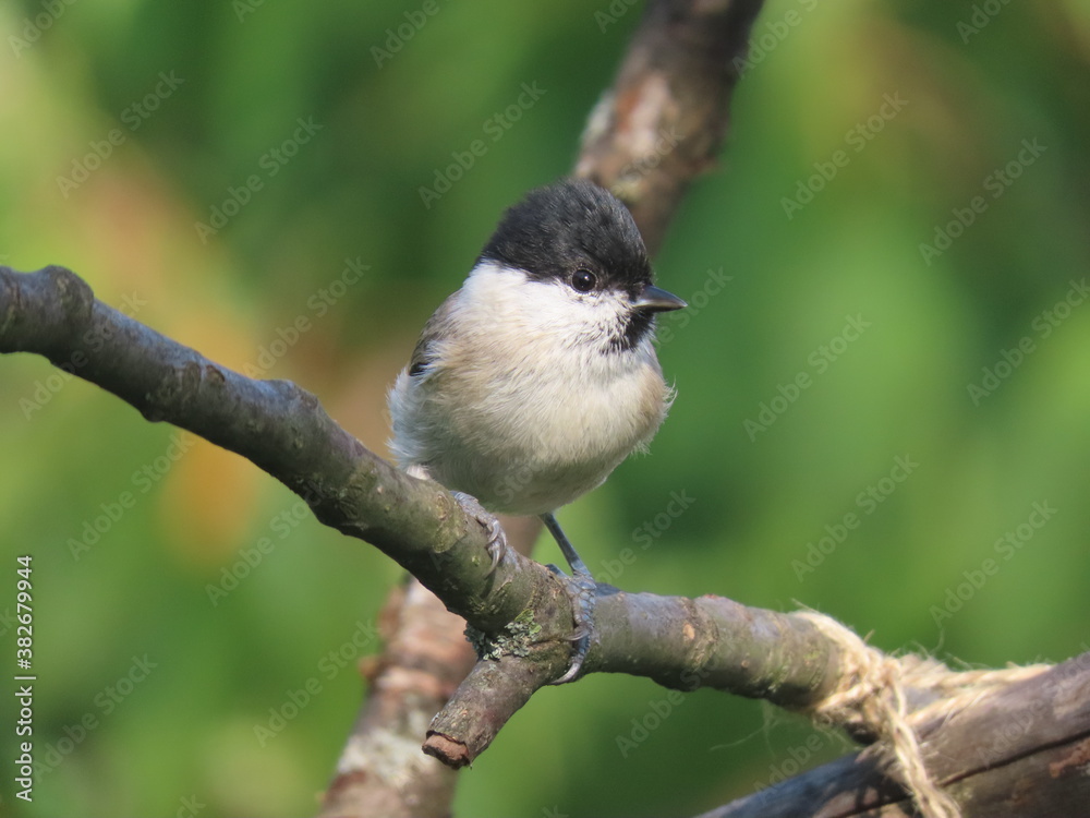 Fototapeta premium Marsh tit (Poecile palustris) perching on a beautiful tree branc. Beautiful marsh tit perching with crest lifted up.