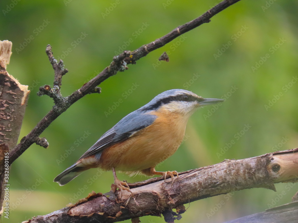 Eurasian nuthatch perching on an horizontal tree branch. Beautiful colorful bird, wood nuthatch, standing on a tree branch with nice, clear blurry soft background. Eurasian nuthatch perching on an horizontal tree branch. Beautiful colorful bird, wood nuthatch, standing on a tree branch with nice, clear blurry soft background.