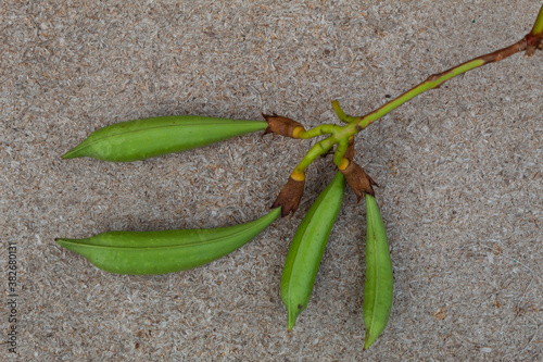 On a gray background lies a branch with green fruits of the climbing plant Kampsis.. photo