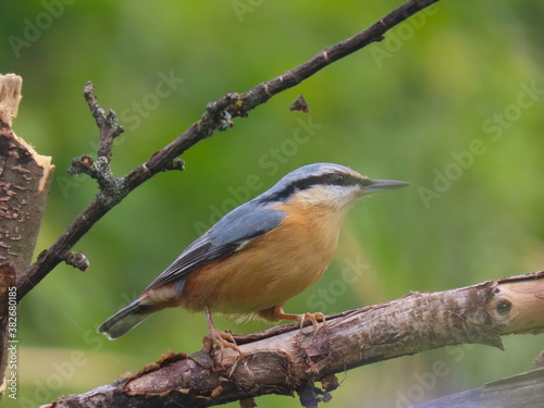 Eurasian nuthatch perching on an horizontal tree branch. Beautiful colorful bird, wood nuthatch, standing on a tree branch with nice, clear blurry soft background.