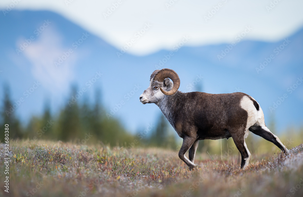 Fototapeta premium Stone sheep in the wild