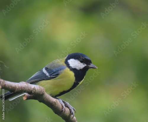 Beautiful and colorful great tit (parus major) perching on an interesting tree branch, colorful bird with creamy natural blurry background. Beautiful and common bird perching