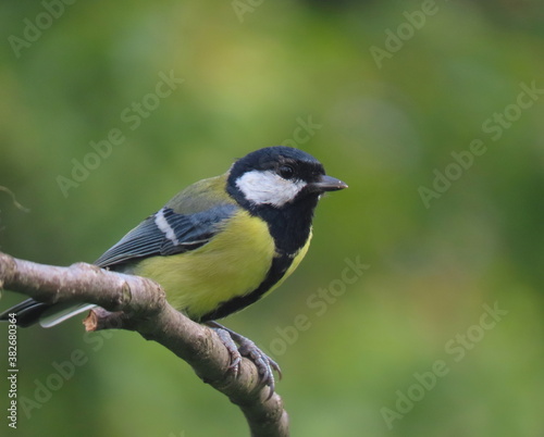 Beautiful and colorful great tit (parus major) perching on an interesting tree branch, colorful bird with creamy natural blurry background. Beautiful and common bird perching
