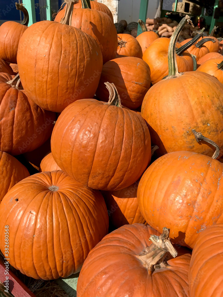 Large Piles Scattering of Orange Pumpkins and Gourds at a Pumpkin Patch for Halloween or Thanksgiving. Large pumpkin harvest. Fairs, festivals, selling beautiful large pumpkins. Large Piles Scattering of Orange Pumpkins and Gourds at a Pumpkin Patch for Halloween or Thanksgiving. Large pumpkin harvest. Fairs, festivals, selling beautiful large pumpkins.