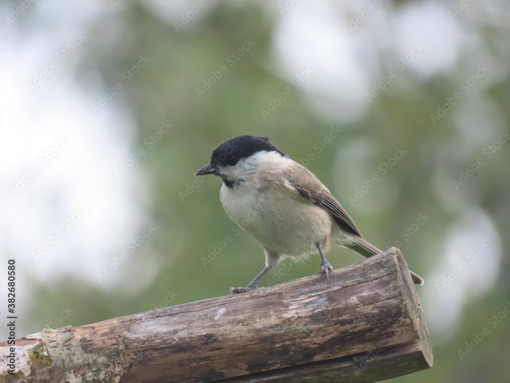 Marsh tit (Poecile palustris) perching on a beautiful tree branc. Beautiful marsh tit perching with crest lifted up. Marsh tit (Poecile palustris) perching on a beautiful tree branc. Beautiful marsh tit perching with crest lifted up.