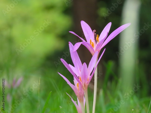 Beautiful violet flower image from sideways