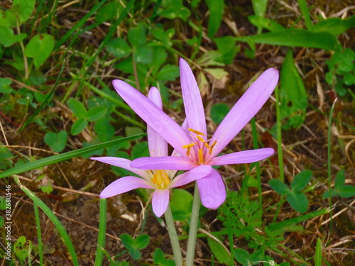 Beautiful purple flower from above