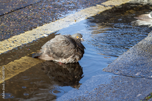Vászonkép Wet and bedraggled pigeon sitting in a puddle on a double yellow line