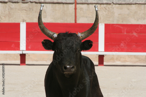 Canvas Print taureau de course camarguaise